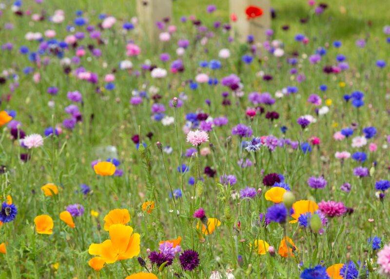 nurture-group-wildflower-meadow-at-business-park.jpg